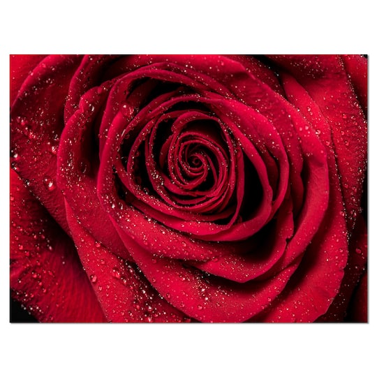 Designart - Red Rose Petals with Rain Droplets